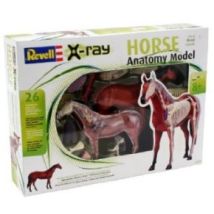 Revell 02099 Ló anatómiai modell