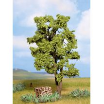 Noch 21660 Akácfa, 15 cm