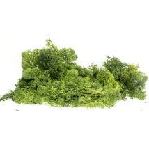 Izlandi moszat, sötétzöld, 80 g