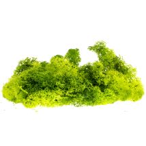 Izlandi moszat, világoszöld, 80 g