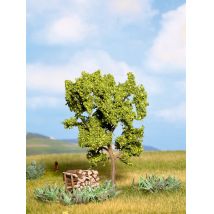 Noch 21600 Körtefa, 11,5 cm