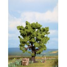 Noch 21760 Tölgyfa, 15 cm