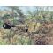Italeri 6096 WWII- GERMAN PAK40 AT GUN & CREW  1:72