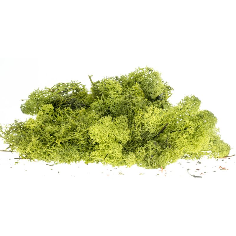 Izlandi moszat, fenyőzöld, 80 g