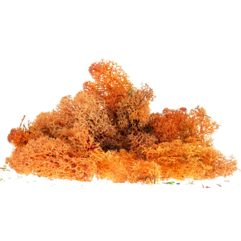 Izlandi moszat, őszi színezés, 80 g