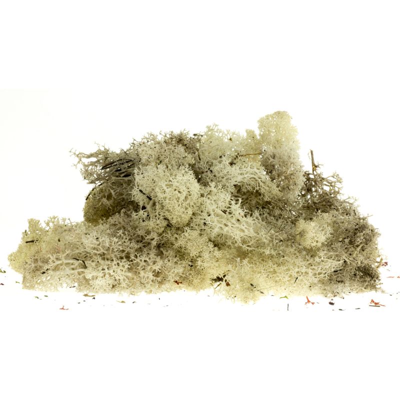 Izlandi moszat, szürke, 80 g